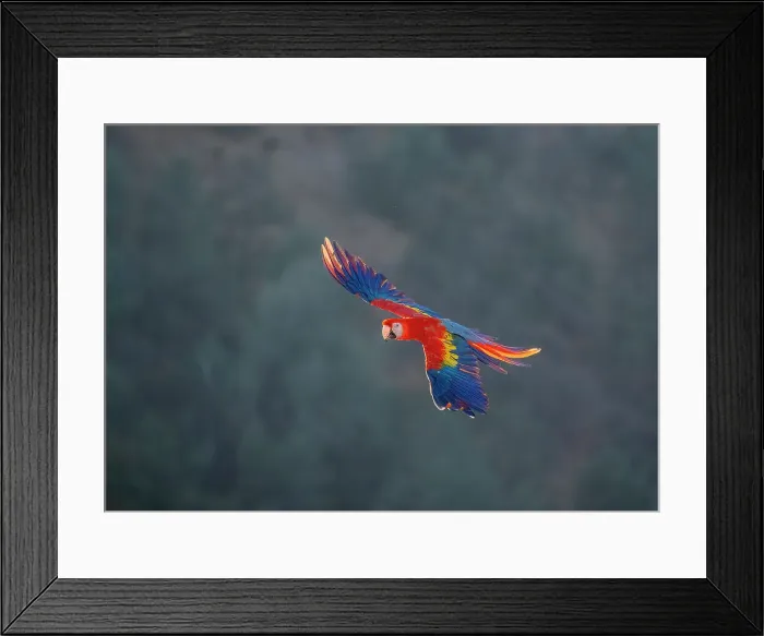 Framed Print : Red and Gold Macaw flying, Lotus, California, USA