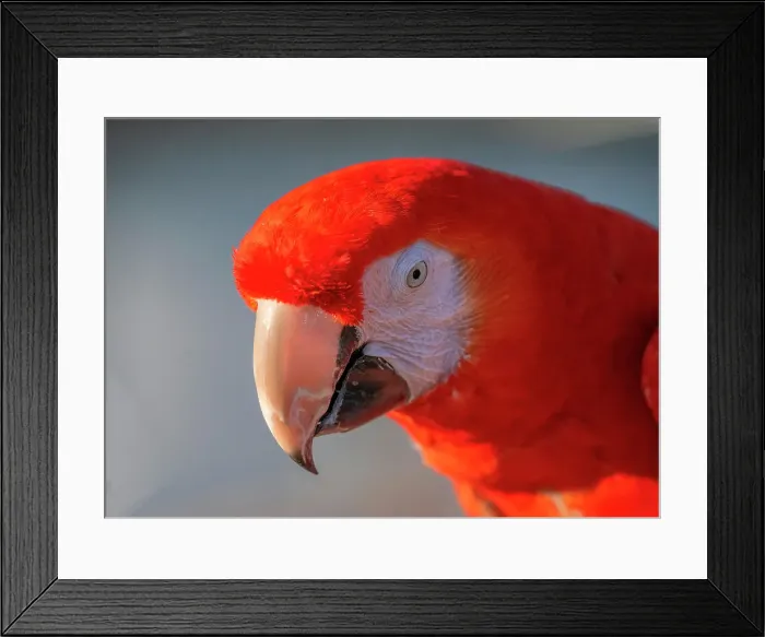 Framed Print : Close-up of red and blue macaw, Lotus, California, USA