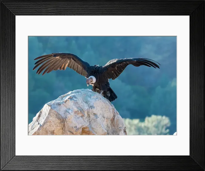 Framed Print : Andean condor's wingspread, measures ten feet from wingtip to wingtip Framed Print : Andean condor's wingspread, measures ten feet from wingtip to wingtip