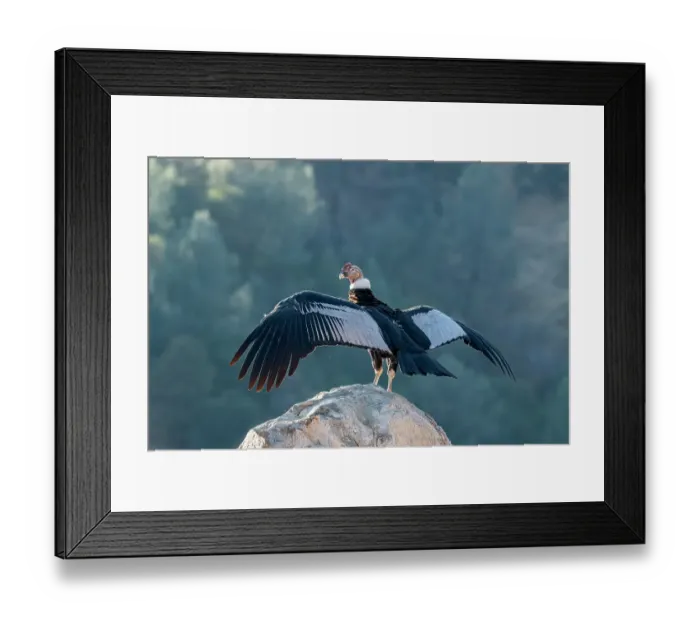 Framed Print : Andean condor's wingspread, measures ten feet from wingtip to wingtip Framed Print : Andean condor's wingspread, measures ten feet from wingtip to wingtip