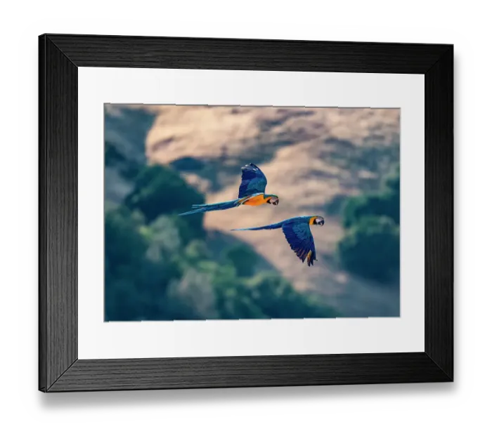 Framed Print : Captive blue and gold macaws fly together, Lotus, California, USA