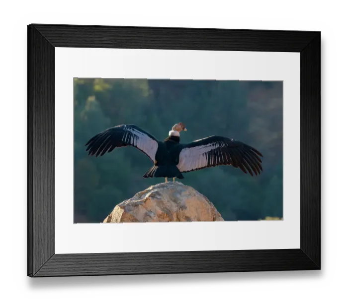Framed Print : Captive Andean condor stretches its wings in Lotus, California, USA Framed Print : Captive Andean condor stretches its wings in Lotus, California, USA