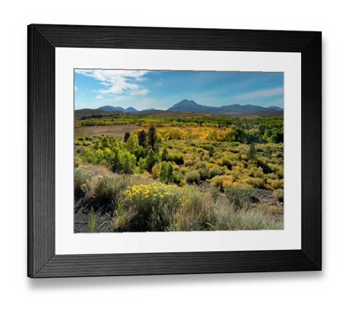 Framed Print : Fall, aspen leaves glow brightly at Conway Summit, Sierra Nevada, California Framed Print : Fall, aspen leaves glow brightly at Conway Summit, Sierra Nevada, California