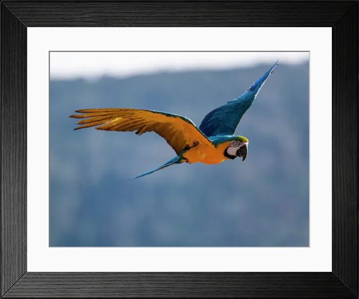 Framed Print : Captive blue and gold macaw flying in Lotus, California