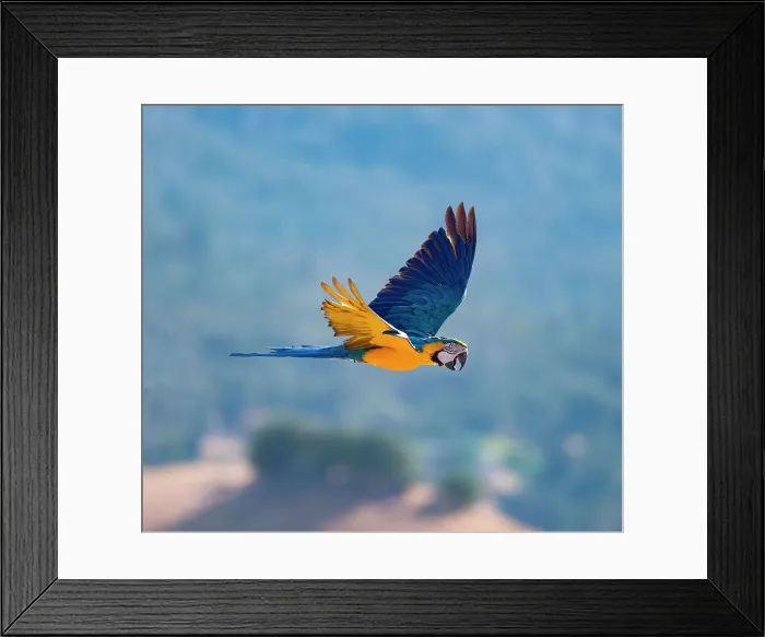 Framed Print : Beautiful blue and gold macaw soars above the Lotus Valley, California Framed Print : Beautiful blue and gold macaw soars above the Lotus Valley, California