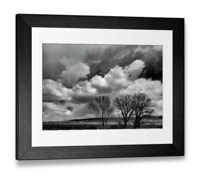 Framed Print : Winter cottonwoods reach for the sky along 395 in the Antelope Valley Framed Print : Winter cottonwoods reach for the sky along 395 in the Antelope Valley