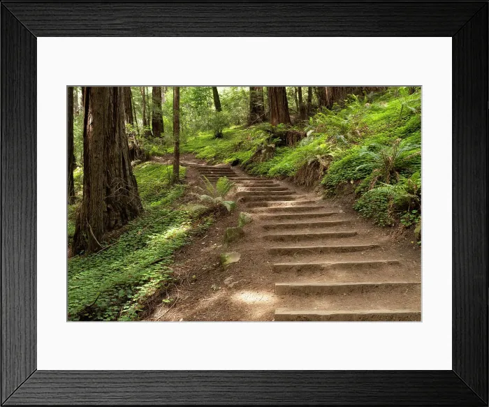 Framed Print : Muir Woods Framed Print : Muir Woods