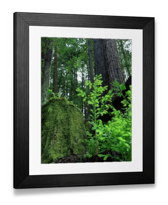 Framed Print : Usa, California. Jedediah Smith Redwoods State Park, tree saplings and moss-covered stump in forest
