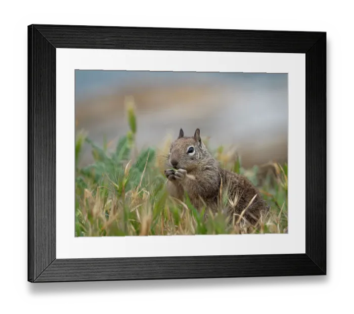 Framed Print : Usa, California. Squirrel in field