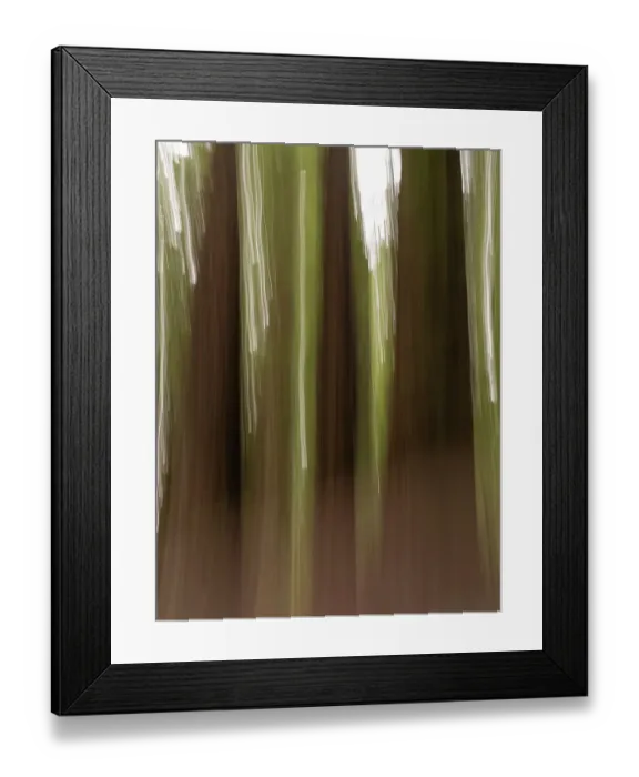 Framed Print : Usa, California. Three redwood tree trunks