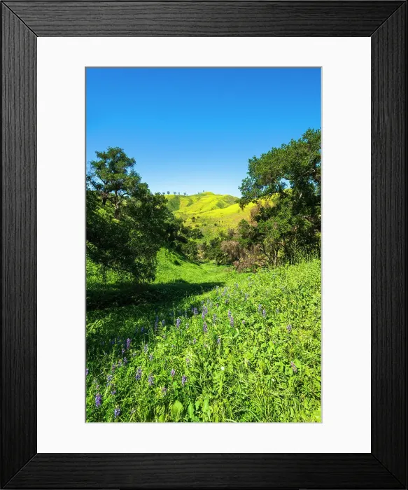 Framed Print : Oak trees and lupine in Harmon Canyon Preserve, Ventura, California, USA Framed Print : Oak trees and lupine in Harmon Canyon Preserve, Ventura, California, USA