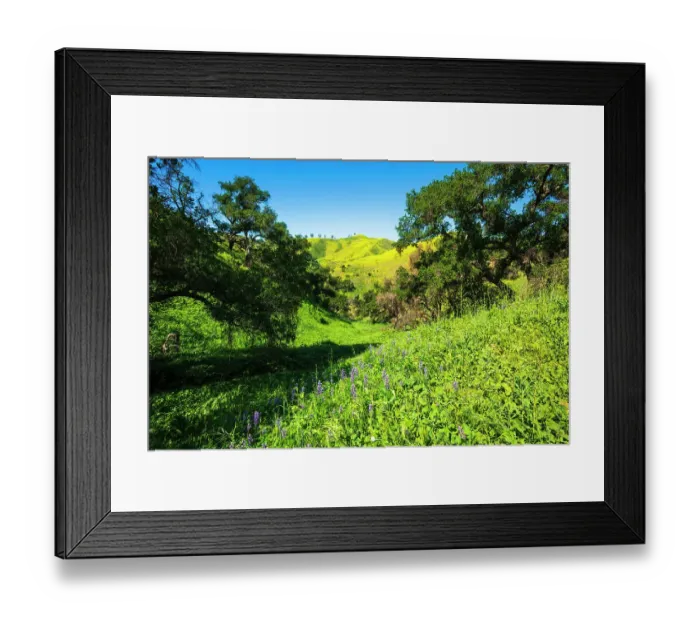 Framed Print : Oak trees and lupine in Harmon Canyon Preserve, Ventura, California, USA Framed Print : Oak trees and lupine in Harmon Canyon Preserve, Ventura, California, USA