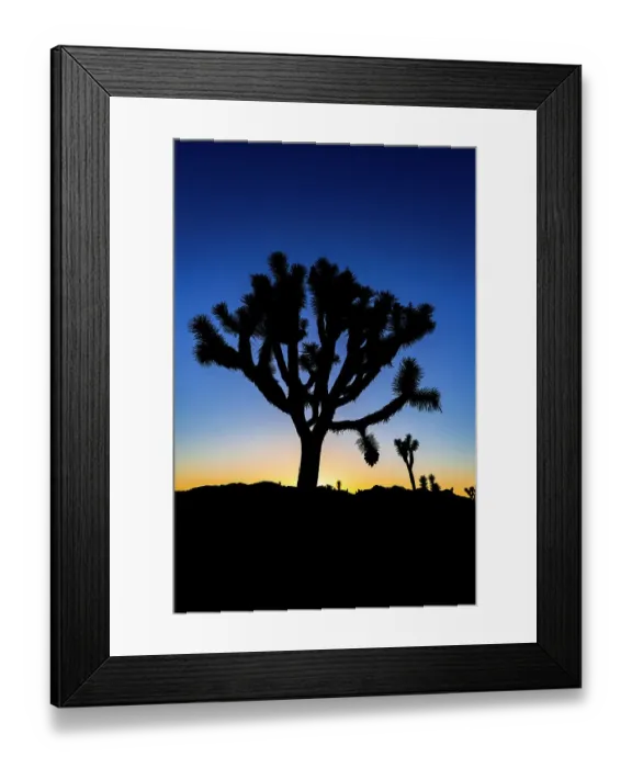 Framed Print : Joshua trees at sunset, Joshua Tree National Park, California, USA
