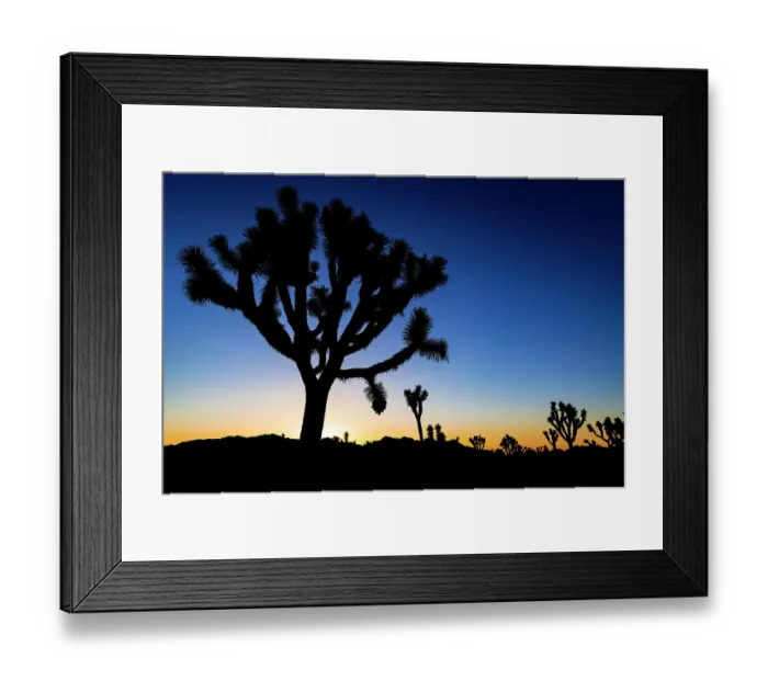 Framed Print : Joshua trees at sunset, Joshua Tree National Park, California, USA Framed Print : Joshua trees at sunset, Joshua Tree National Park, California, USA