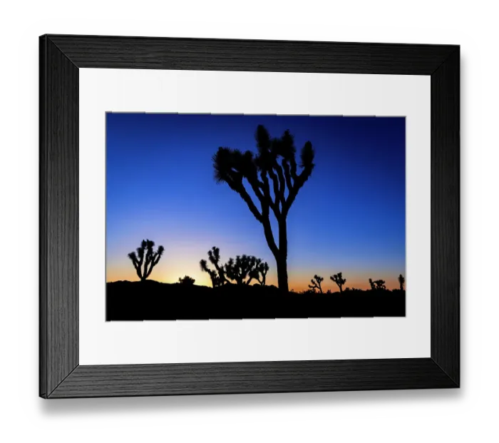 Framed Print : Joshua trees at sunset, Joshua Tree National Park, California, USA Framed Print : Joshua trees at sunset, Joshua Tree National Park, California, USA