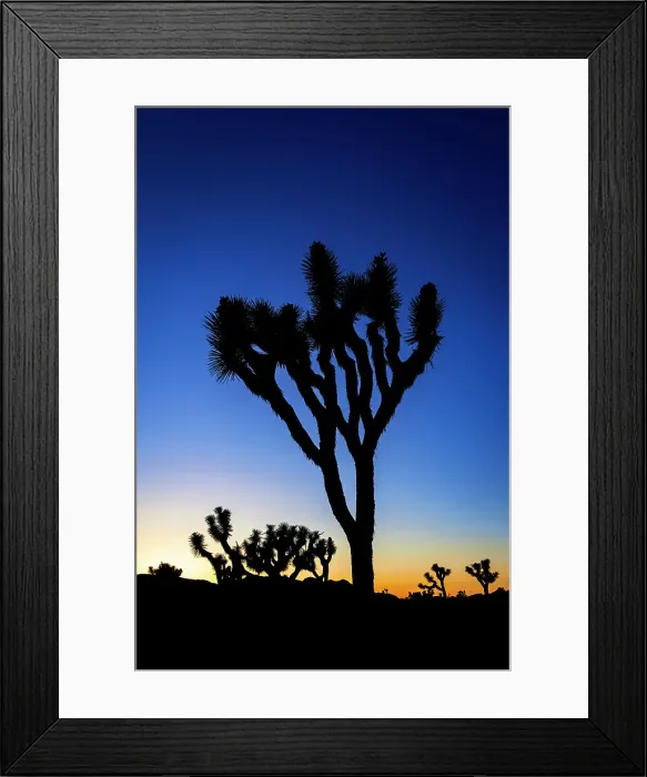 Framed Print : Joshua trees at sunset, Joshua Tree National Park, California, USA Framed Print : Joshua trees at sunset, Joshua Tree National Park, California, USA