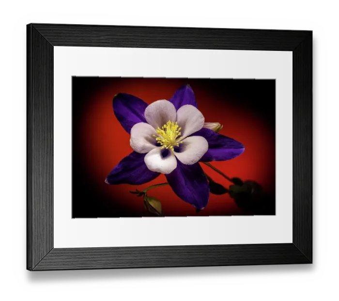 Framed Print : USA, Colorado, Fort Collins. Domestic columbine flower close-up Framed Print : USA, Colorado, Fort Collins. Domestic columbine flower close-up