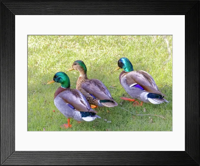 Framed Print : USA, Colorado, Fort Collins. Three mallard drakes in grass Framed Print : USA, Colorado, Fort Collins. Three mallard drakes in grass