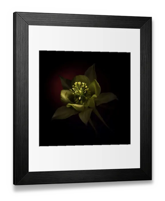 Framed Print : USA, Colorado, Fort Collins. Domestic columbine flower close-up Framed Print : USA, Colorado, Fort Collins. Domestic columbine flower close-up