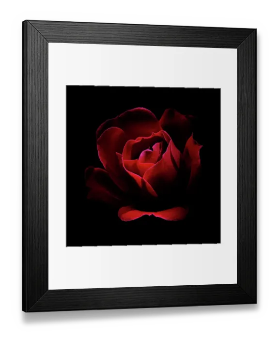 Framed Print : USA, Colorado, Fort Collins. Red rose flower close-up Framed Print : USA, Colorado, Fort Collins. Red rose flower close-up