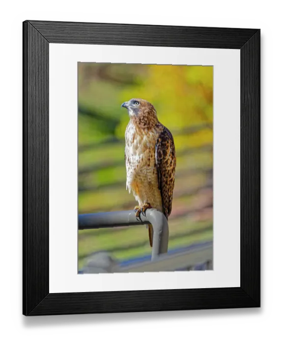 Framed Print : USA, Colorado, Fort Collins. Red-tailed hawk close-up Framed Print : USA, Colorado, Fort Collins. Red-tailed hawk close-up