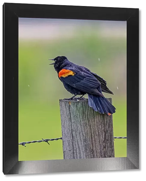 USA, Colorado, Fort Collins. Male red-winged blackbird calling for a mate