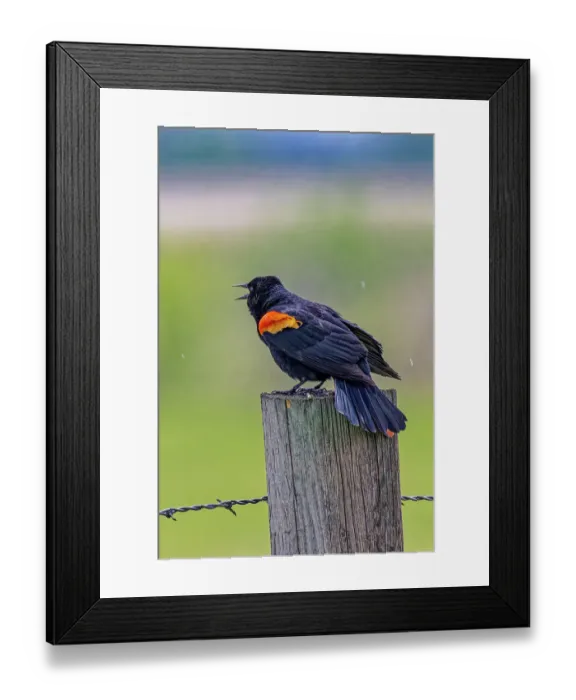 Framed Print : USA, Colorado, Fort Collins. Male red-winged blackbird calling for a mate