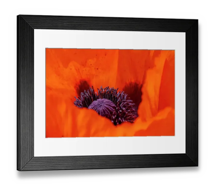 Framed Print : USA, Colorado, Fort Collins. Orange tulip close-up