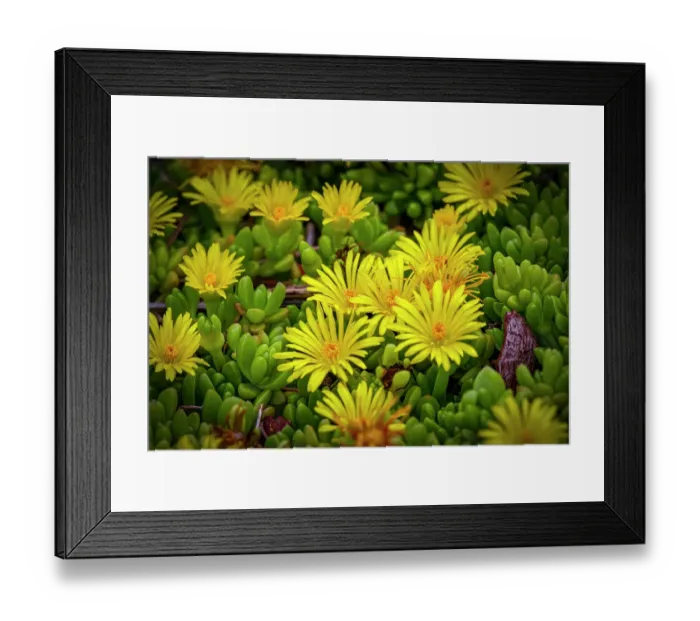 Framed Print : USA, Colorado, Fort Collins. Flowering African succulent flowers