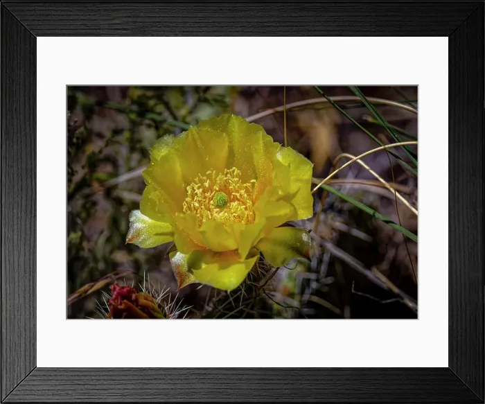 Framed Print : USA, Colorado, Young Gulch. Yellow prickly pear cactus flower close-up