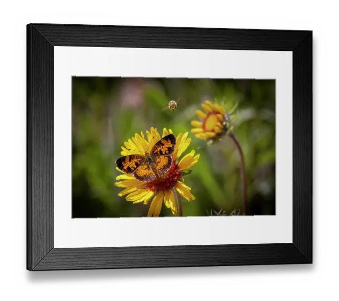 Framed Print : USA, Colorado, Young Gulch. Great spangled fritillary butterfly and bee