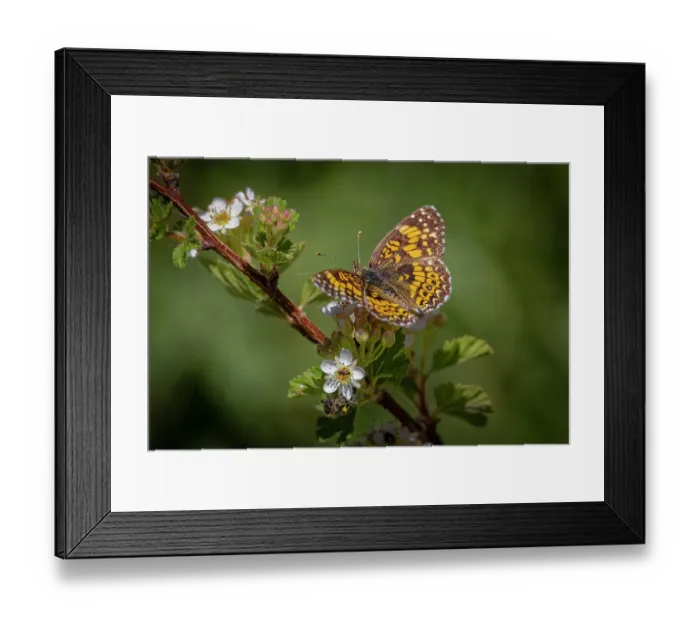 Framed Print : USA, Colorado, Young Gulch. Great spangled fritillary butterfly on flower buds Framed Print : USA, Colorado, Young Gulch. Great spangled fritillary butterfly on flower buds