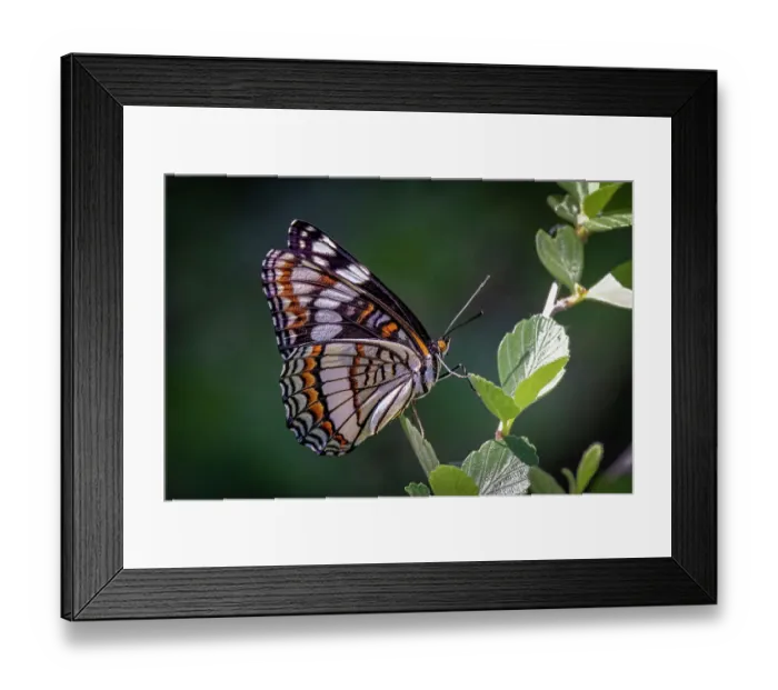 Framed Print : USA, Colorado, Young Gulch. Weidemeyer's admiral butterfly close-up