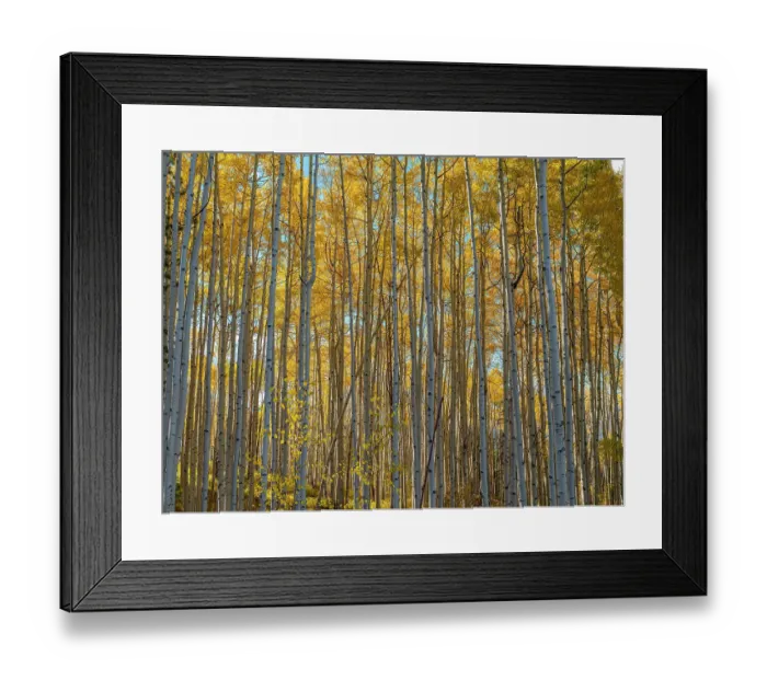 Framed Print : Wall of aspen trees in Beaver Creek, Colorado, USA