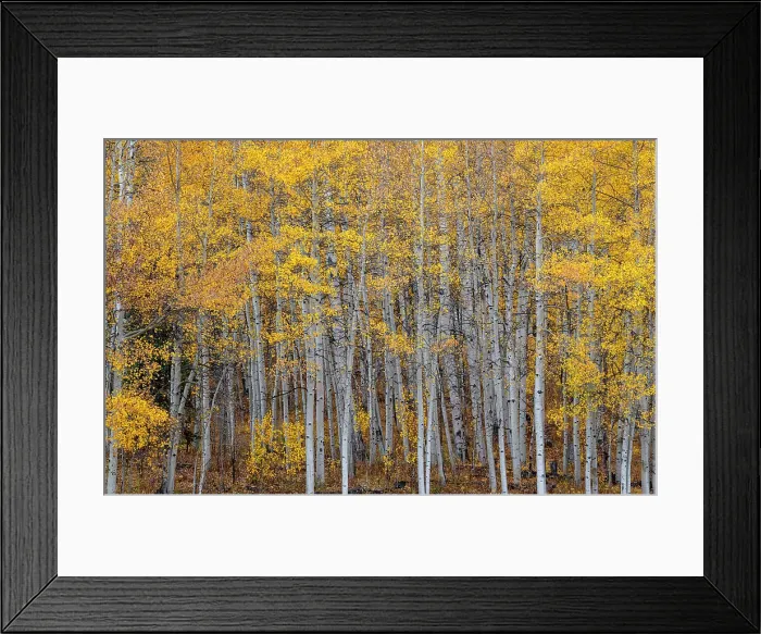 Framed Print : Leaves and tree trunks create an aspen wall of texture, Colorado, USA Framed Print : Leaves and tree trunks create an aspen wall of texture, Colorado, USA