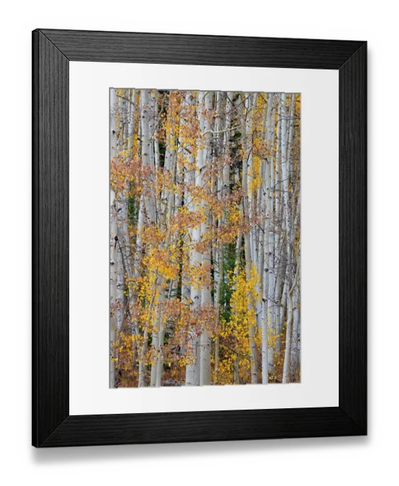Framed Print : Aspen patterns in Colorado, USA Framed Print : Aspen patterns in Colorado, USA