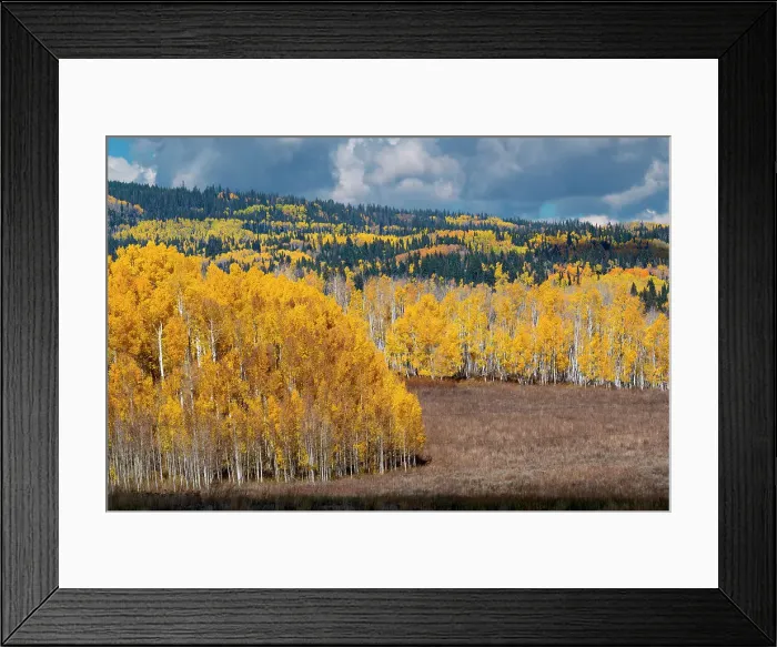 Framed Print : Fall aspens and conifers create a medley on this Colorado hillside, Colorado Framed Print : Fall aspens and conifers create a medley on this Colorado hillside, Colorado