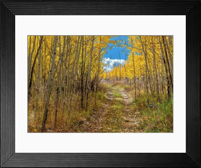 Framed Print : Roadway entices explorers through an aspen forest, Colorado, Walden, USA Framed Print : Roadway entices explorers through an aspen forest, Colorado, Walden, USA