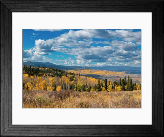 Framed Print : Aspens go on for miles and miles from this vantage point in the Rockies, Colorado, USA Framed Print : Aspens go on for miles and miles from this vantage point in the Rockies, Colorado, USA