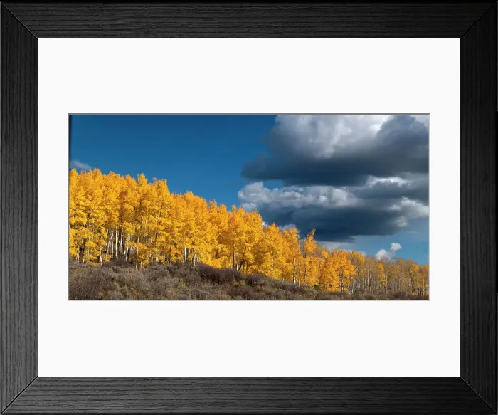 Framed Print : Fall aspens glowing brilliantly in Colorado, Walden, USA Framed Print : Fall aspens glowing brilliantly in Colorado, Walden, USA