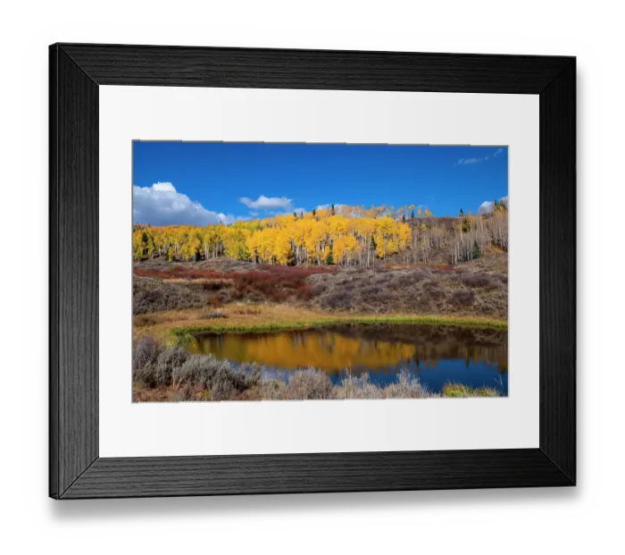 Framed Print : Aspens glow above a pond on this hillside in the Rocky Mountains, Colorado, USA Framed Print : Aspens glow above a pond on this hillside in the Rocky Mountains, Colorado, USA