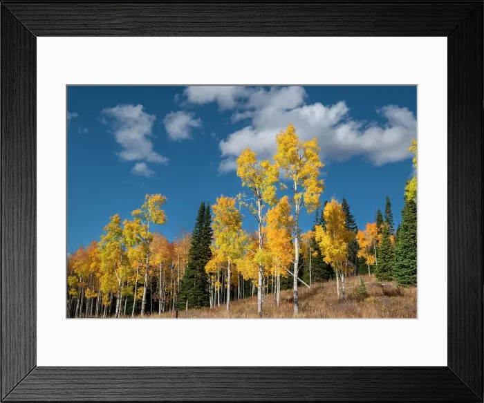Framed Print : Autumn aspens stand proud in Colorado, Walden, USA Framed Print : Autumn aspens stand proud in Colorado, Walden, USA