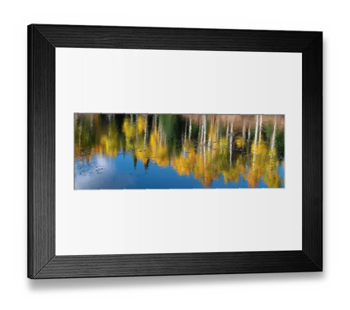 Framed Print : Aspen trees reflect in fall. Rocky Mountains, Colorado, USA