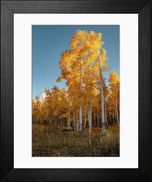 Framed Print : Aspens glow bright orange in late afternoon sun, Colorado, Walden, USA