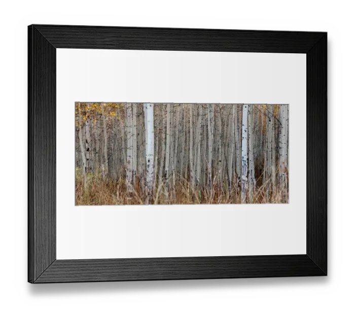 Framed Print : Aspen Tree Trunks, Colorado, Walden, USA Framed Print : Aspen Tree Trunks, Colorado, Walden, USA