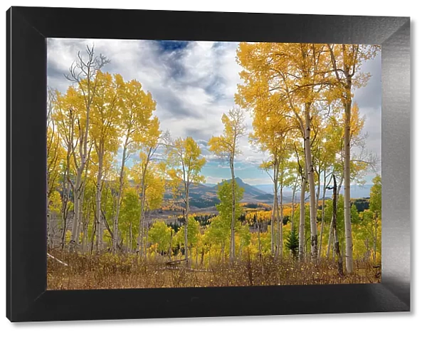Vistas show off miles of fall aspen forests, Colorado, Walden, USA
