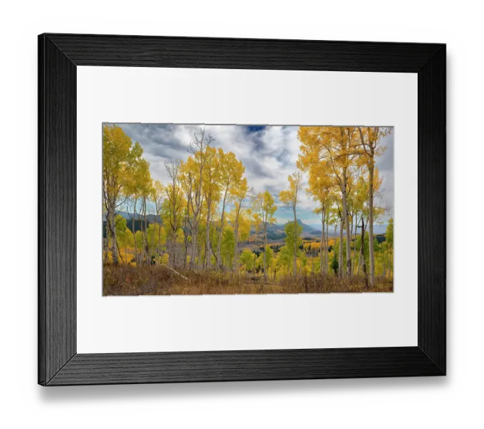 Framed Print : Vistas show off miles of fall aspen forests, Colorado, Walden, USA Framed Print : Vistas show off miles of fall aspen forests, Colorado, Walden, USA