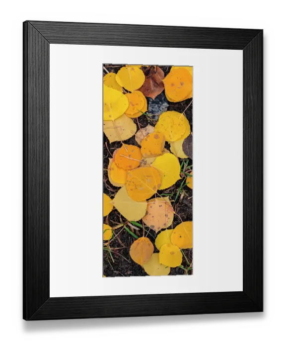 Framed Print : Aspen Leaf Close-up, Colorado, Walden, USA Framed Print : Aspen Leaf Close-up, Colorado, Walden, USA