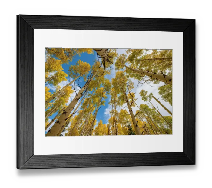 Framed Print : Aspen grove in fall, in the Rockies, Colorado, USA