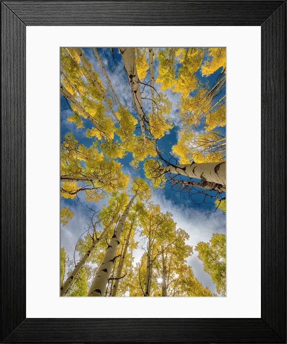 Framed Print : Aspen forest in Colorado, Walden, USA Framed Print : Aspen forest in Colorado, Walden, USA